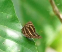 Neptis