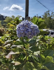 Hydrangea