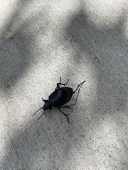 Calosoma