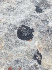 Lichinaceae