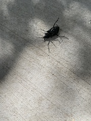 Calosoma