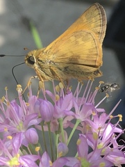 Dialictus