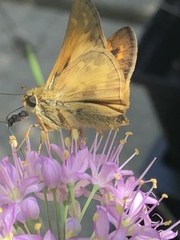 Dialictus