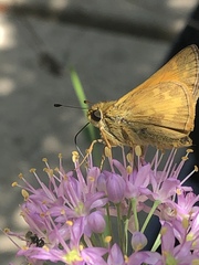 Dialictus
