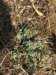 Euphorbia dallachyana