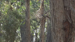 Rhipidura albiscapa
