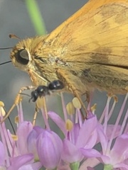 Dialictus