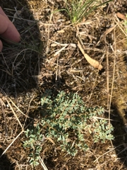 Euphorbia dallachyana