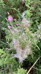 Epilobium hirsutum