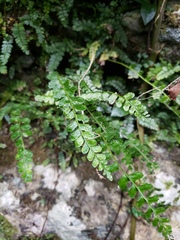 Asplenium dentatum