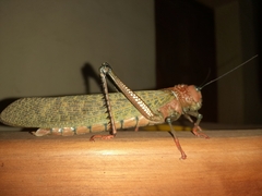 Tropidacris cristata