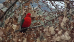 Alisterus scapularis