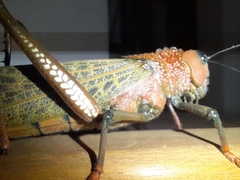 Tropidacris cristata