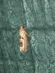 Eucosma tomonana