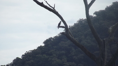 Microcarbo melanoleucos