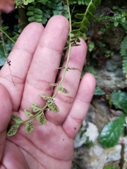 Asplenium dentatum