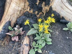 Arnica cordifolia