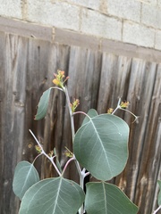 Eucalyptus cinerea