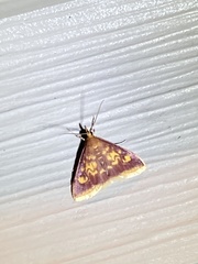 Pyrausta acrionalis