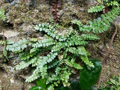 Asplenium dentatum