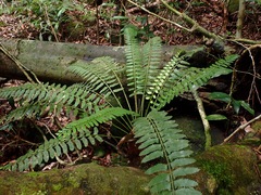 Asplenium tenerum