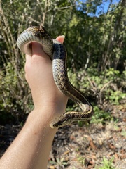 Thamnophis elegans terrestris