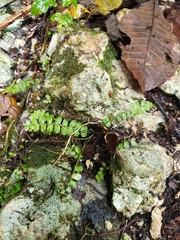 Asplenium dentatum