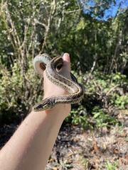 Thamnophis elegans terrestris
