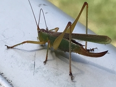 Conocephalomima barameda