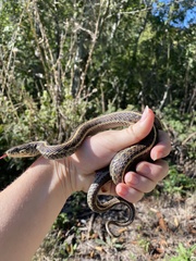 Thamnophis elegans terrestris