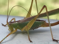 Conocephalomima barameda