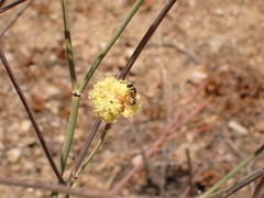 Aculeata