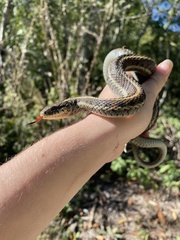 Thamnophis elegans terrestris