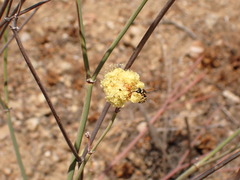 Aculeata