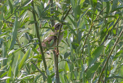 Helopsaltes certhiola