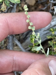 Chenopodium atrovirens