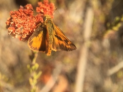 Ochlodes sylvanoides