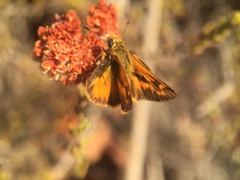 Ochlodes sylvanoides