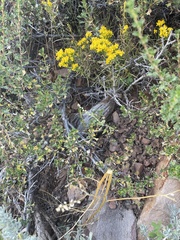 Chenopodium atrovirens