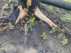 Arnica cordifolia