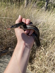 Thamnophis elegans terrestris
