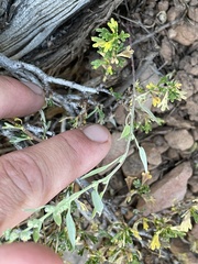 Chenopodium atrovirens