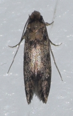 Tinea pellionella
