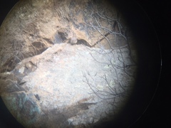 Salpinctes obsoletus