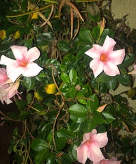 Mandevilla sanderi
