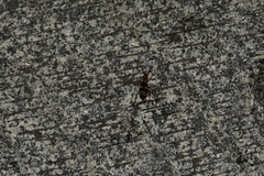 Pheropsophus jessoensis