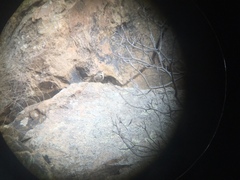 Salpinctes obsoletus