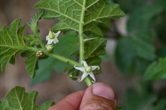 Solanum viarum