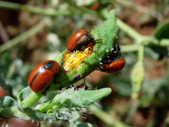 Entomoscelis suturalis