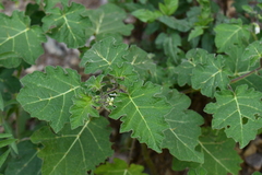 Solanum viarum